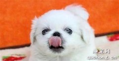 狗狗有多少種血型?犬的血型介紹