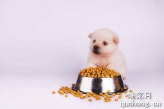 幼犬吃成犬糧壞處是什么？