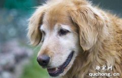 飼養老年狗狗需要注意的那些問題？