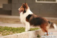 狗狗后腿無力、站立困難該怎么辦？