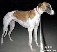狗狗腰椎長骨刺的癥狀及治療方法