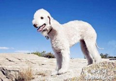 狗狗椎間盤突出的原因及治療方法