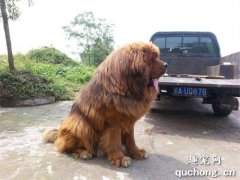 狗狗走路姿勢異常的原因