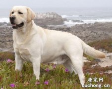 狗狗退化性關節炎保健方法