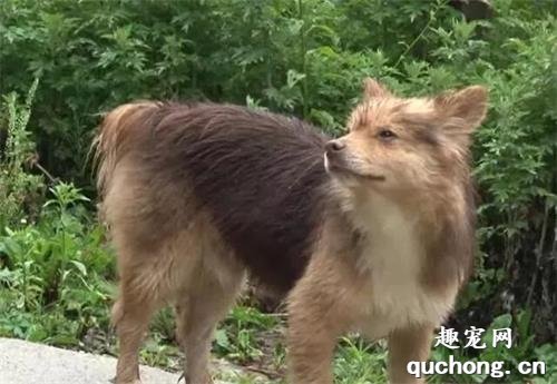 狗狗忠心陪伴老人8年，老人不幸離世后，它帶著4只小狗默默等待