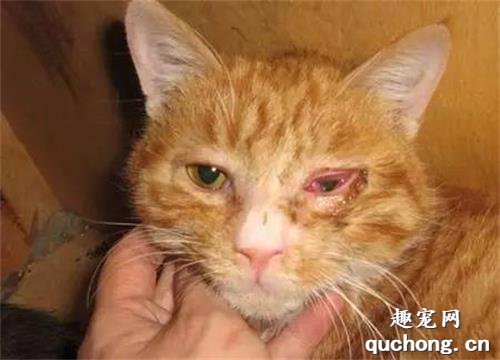 猫咪结膜炎症状与治疗方法