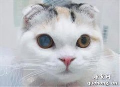 猫咪白内障是什么原因 宠物猫白内障治疗