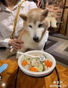 16歲柴犬患失智癥，它每天在轉角卡住大哭求救，主人：老了還這么可愛！