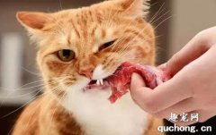 貓咪為什么吃生肉會吐？ 生肉不容易消化