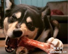 狗吃了骨头不消化呕吐 这种情况该怎么处理？