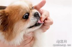 狗狗吃完驅蟲藥多久能吃飯？