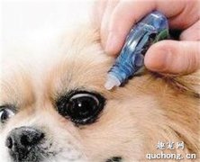 氧氟沙星滴眼液能給狗用嗎 人用的氧氟沙星滴眼液狗能用嗎