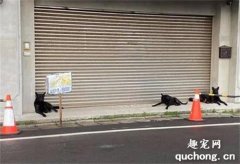 外賣地址備注三只狗狗，小哥到了一看：幸好不是晚上送！