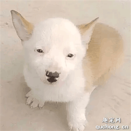 朋友送了一只柯基，看正面怎么有點像孫紅雷老師……