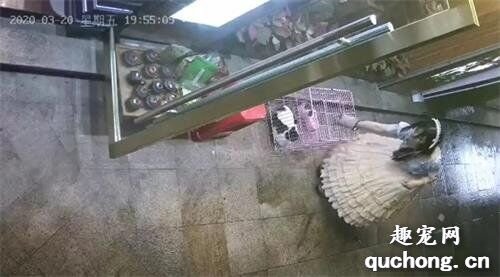 廣州Lo娘偷貓殘忍虐殺，鄰居反映還有其他可怕行為！