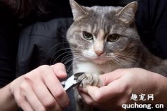 猫咪为什么不喜欢剪指甲？