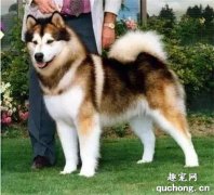 動車高鐵怎么帶寵物? 上高鐵怎么帶寵物?