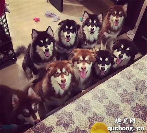 網友養了一群上百斤的雪橇犬，結果他的日常是這樣子的，太嚇人了！
