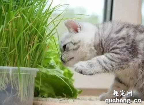 如何让猫咪不吃植物？猫咪吃植物怎么制止？