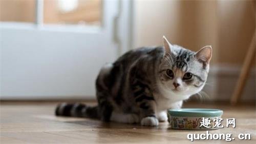 猫咪偷吃东西怎么办？猫咪偷吃东西解决办法？