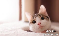 貓咪受傷緊急處理方法