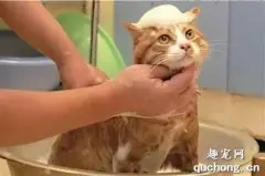 怎么给猫咪洗尾巴 猫咪尾巴清洗步骤