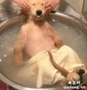 如何為狗狗挑選沐浴露？