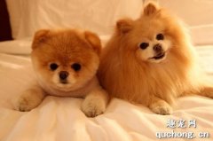狗狗毛發養護，給狗吃什么對它們的毛發好？