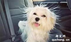 狗狗在尷尬期吃美毛粉有壞處嗎？