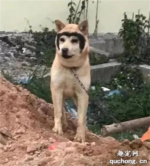 二哈和田園生娃，只遺傳給半張臉：路人笑到瘋狂拍照！