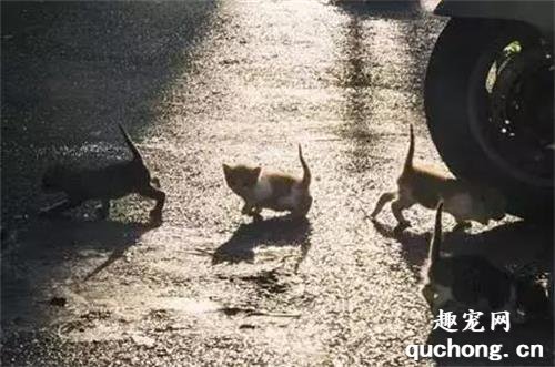 揭秘流浪貓的24小時生活...