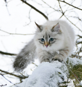 西伯利亚猫患皮肤病如何治疗？