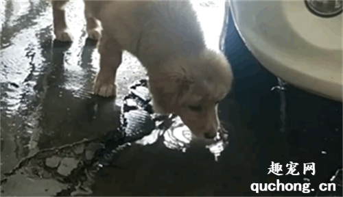 心疼！流浪狗走進洗車店：我能喝點您不要的洗車水嗎？
