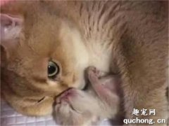 貓媽媽為什么一直舔自己的寶寶？