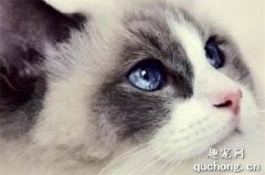 布偶猫的眼睛都是蓝色的吗？可以通过眼睛来判断纯种！