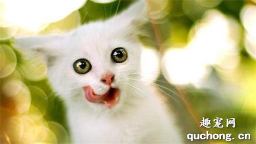 猫咪为什么吐黄水精神不振 猫咪可能吃错东西