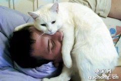 小貓為什么喜歡睡在人頭頂上？