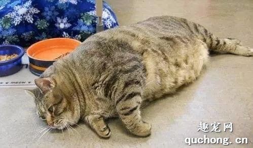 猫咪为什么绝育完会胖？