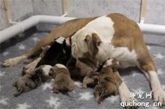 医生检查狗子最多生6只宝宝，最后它竟然生了20只，医生都惊呆了！