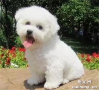 家里的狗狗總流鼻涕是怎么了?