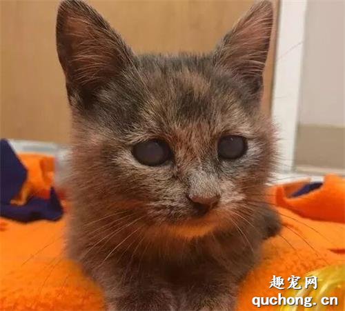 失明小貓被人拋棄在門外，夫婦對它悉心照顧，它卻只能活在家中