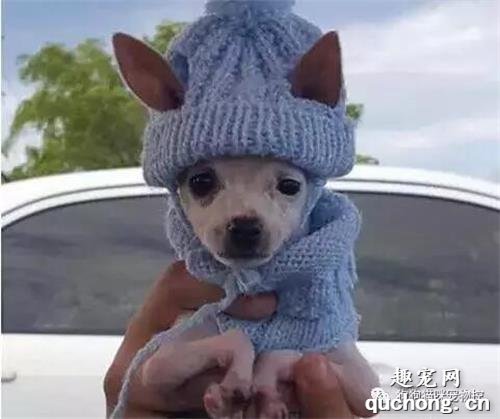 常喂一只懷孕的流浪狗，狗狗生產后卻在家門口留下一只奇怪的狗寶寶…