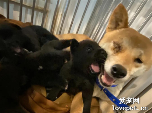 柴犬媽媽右眼被打爆，但視線依然緊盯著一個筐，原來里面竟是...