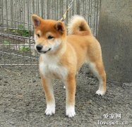 養柴前必備的柴犬喂養秘笈