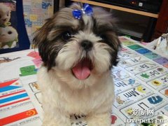 為何狗狗會常常發抖?