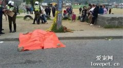主人出門散步不幸遇車禍身亡，狗狗不離不棄，癱倒路旁惹哭網友！