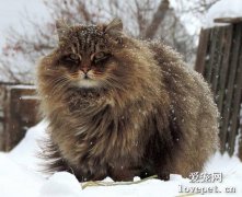 西伯利亚猫性格怎样
