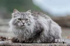 西伯利亚森林猫优缺点是什么?