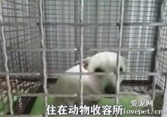 領養一只狗后，意外得到了11只小奶狗，主人惆悵了…