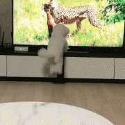 千萬不要讓狗狗看《動物世界》...